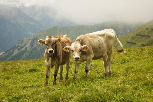 Organic baby formula farming